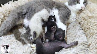 Entrusting a rescued kitten to a stray cat that gave birth 5 days ago "A Heartwarming Tale"