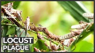 Locust plague: Millions at risk of famine