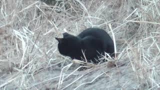 N0199　大分川　野良猫　Oita River　Stray Cat