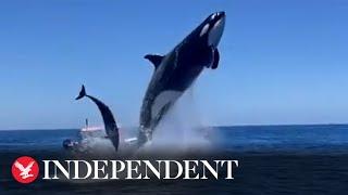 Orca leaps in the air during dolphin hunt