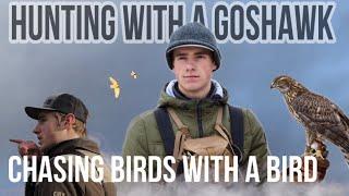 HUNTING AND KILLING DUCKS WITH A GOSHAWK.