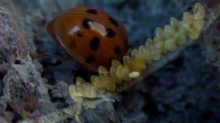 Asian Lady bug