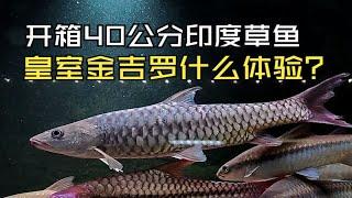 这种印度草鱼据说野外能长两米多！今天开箱这条40公分皇室金吉罗！