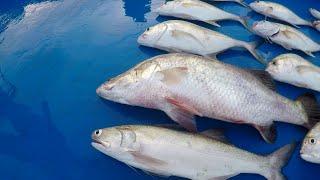 MANCING SANGKAR KUALA GULA TEKNIK PELAMPUNG