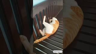 Funny cat very tired from work  #cute #pets #shorts