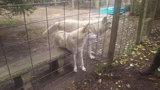 Exploring Howling Woods Farm - Jackson NJ