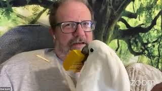 Cockatude: cockatoos with attitude: Chloe Sanctuary LIVE