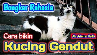 BONGKAR RAHASIACARA BIKIN KUCING GEMBUL,BEBAS CACING, DAN MENCRET [] ALA ARIESTAN HADIE