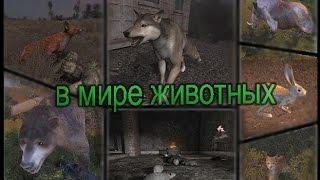 В мире животных