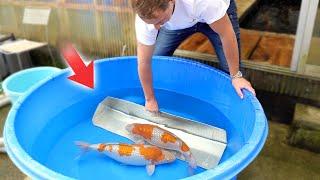 Full day of Buying Koi in Japan!