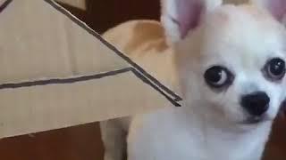 dog intentionally traps itself in human contraption for life (Scary!)