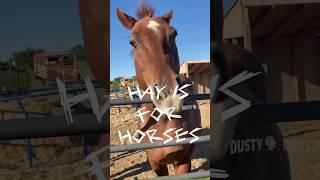 HAY IS FOR HORSES #HAY #HORSES #animalsdoingthings