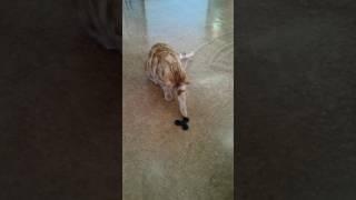 spinner to cat