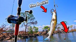 Using CATFISH As BAIT For Whatever Bites!! (huge)