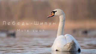 Лебедь-Шипун (Птицы Англии) / Mute Swan (Birds of England) / Выведение Птенцов