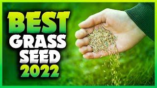 Top 5 Best Grass Seed For Overseeding You can Buy Right Now [2023]