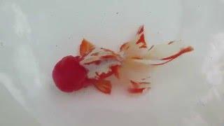 Fishchick Auctions: Thai High Head Oranda Goldfish Female (newlisting)