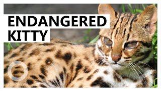 Taiwan's endangered leopard cats saved by road culverts - TomoNews