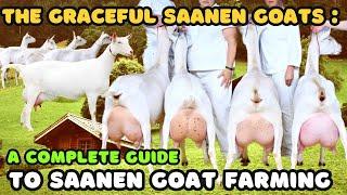 The Graceful Saanen Goat  A Complete Guide to Saanen Goat Farming | Goat Tips!