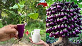 Amazing! Easy to growing eggplant tree from fruit with new techniques | Grafting eggplant