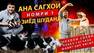 Собака в мире номер один который находит в питомник Мухаммад юсуф ￼