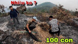 Cuộc Gọi Khẩn Cấp Của Người Dân Phát Hiện Dấu Vết Đàn Rắn Khổng Lồ