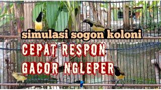 SIMULASI SOGON KOLONI BIKIN SOGON GACOR NGLEPER      #sogonkoloni #pancingansogon #sogongacorngleper