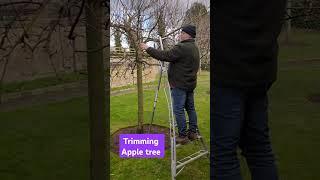 Apple tree trimming today.