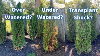 Are my arborvitaes dying? Signs of over watering, under watering, and transplant shock.