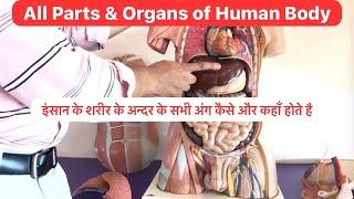 Full Video- Human body Parts- Liver, Kidney Heart, Lungs, Small Intestine, Large Intestine, Stomach