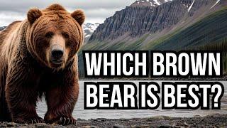 All 15 Extant Subspecies Of Brown Bear - Which Bear Is Best?