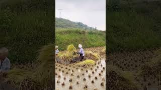 老家里的稻谷又熟了，又到了秋收的季节。打稻谷的时候虽然很辛苦，但心里美滋滋的，一份耕耘，一份收获！你们老家是怎么收割的呢？ #农村生活  #农村姑娘  #秋收