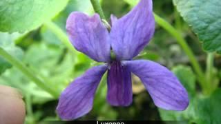 Sweet Violet Plants - Scented & unusual rare plants by Groves