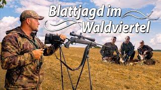 Blattjagd - Rehböcke in der Hochbrunft - Die Blattzeit in Theorie & Praxis #waldvierteljagd