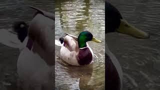 No one likes wet hair #duck #mallard #quebec #homestead