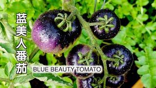 蓝美人番茄 BLUE BEAUTY TOMATO