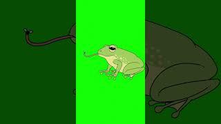 Frog animal green screen | 4K no copyright animated frog free stock footage | #frog #greenscreen