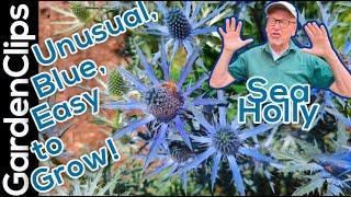 Blue Sea Holly - Eryngium - Unusual flowering perennial plant for the sunny well drained garden spot