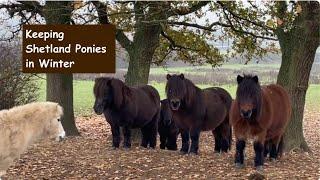 Keeping Shetland Ponies in Winter: TV Episode 471