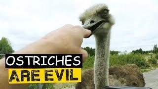 Ostriches Are Evil - Ostriches Attacking Humans Compilation 