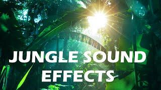 Jungle and Rainforest Sound Effects - Tropical Forest Ambiences from Costa Rica