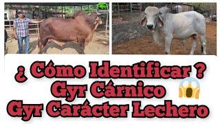 Como diferenciar un Gyr Carne con un Gyr Lechero-El Salvador en el Campo