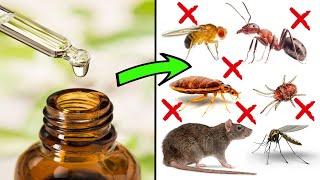 How to Deter Pests Using Essential Oils - ANTS, COCKROACHES, FLIES, MOSQUITOES, MITES, MICE & RATS