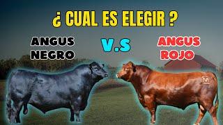 Angus negro v.s Angus rojo. ¿cuál elegir?