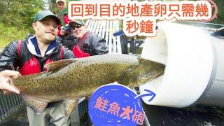 「 鮭魚大砲 」出動！ 洄游產卵不再辛苦