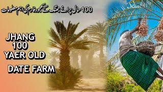 DATE FARM |JHANG PAKISTAN |RANA ASHFAQ DESI | Desi Vlogger |