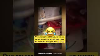 Как наша хаски после переезда в тёплую страну: #собака #собаки #собачка #собачки #смешно #смешное #я