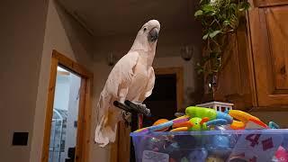 Don't Let A Cockatoo See You Talk To A Cat!