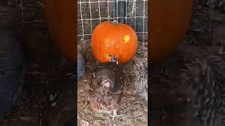 Got my chickens to carve a pumpkin for me. #chickenscarvepumpkin #chickens #jackolantern #halloween