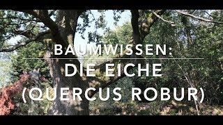 Die Eiche - Baumwissen